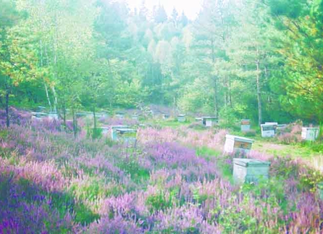 Ruches au milieu des landes de bruyères sur le plateau de Millevaches en Corrèze en Limoiusin